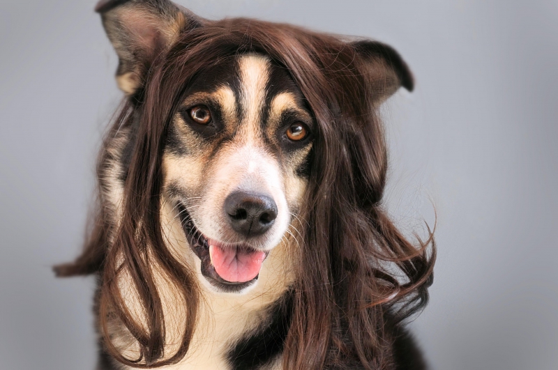salon-coiffure-STE AGNES-min_dog-1776721